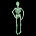 Glow in the Dark Halloween Skeleton Decoration - 5 Ft. Tall